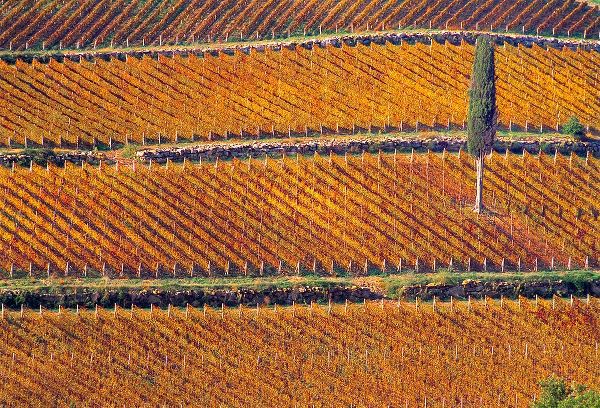 Jaynes Gallery 아티스트의 Europe-Italy-Tuscany-Vineyard in fall color and cypress tree작품입니다.